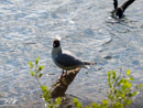 Black-headed Gull – Mewa Śmieszka